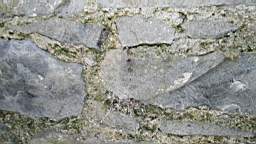 acastle 105590.jpg